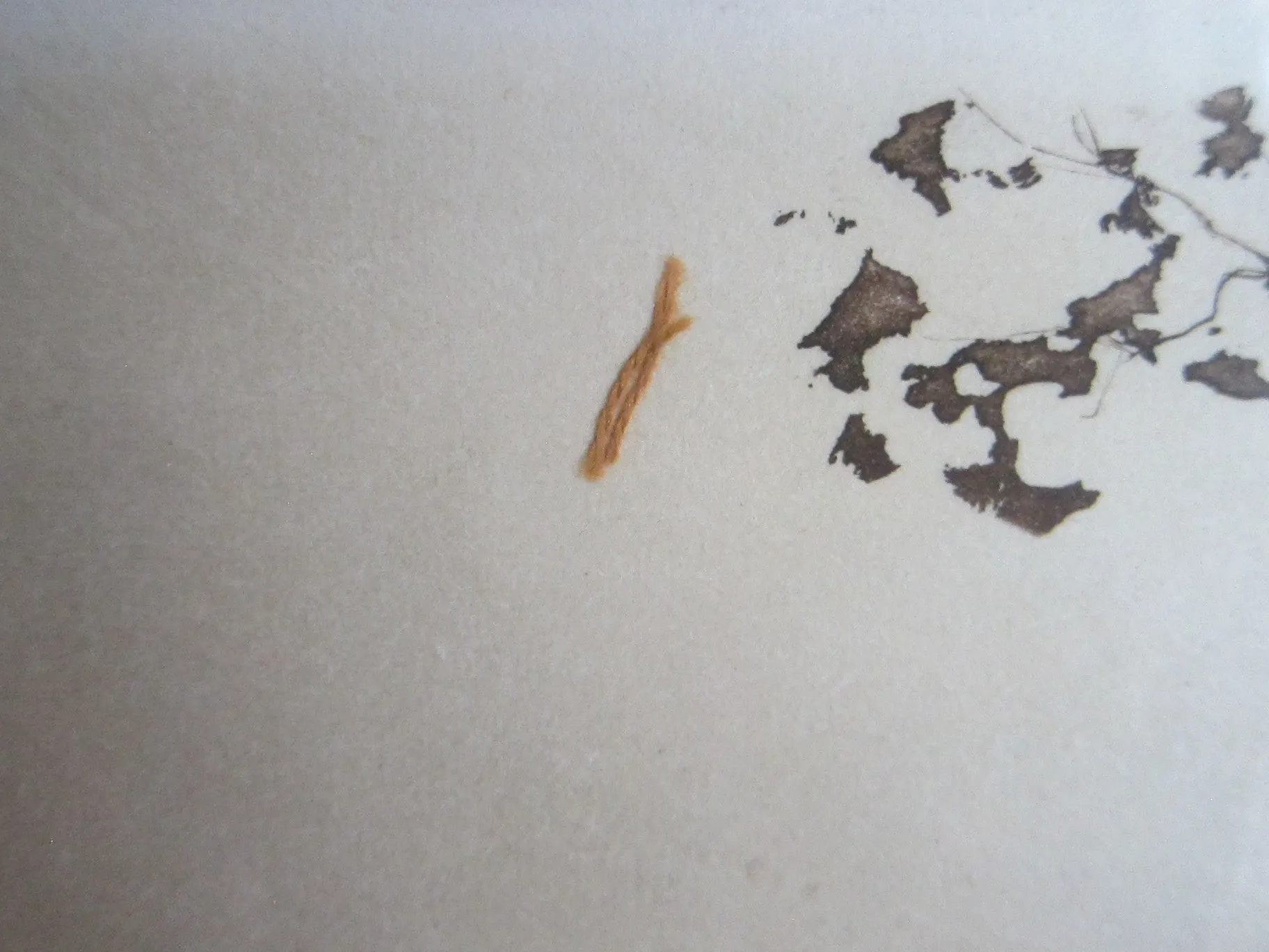 1930's signed Boris O Klein Canine Hand Colored Print - 'Le Malentendu'
