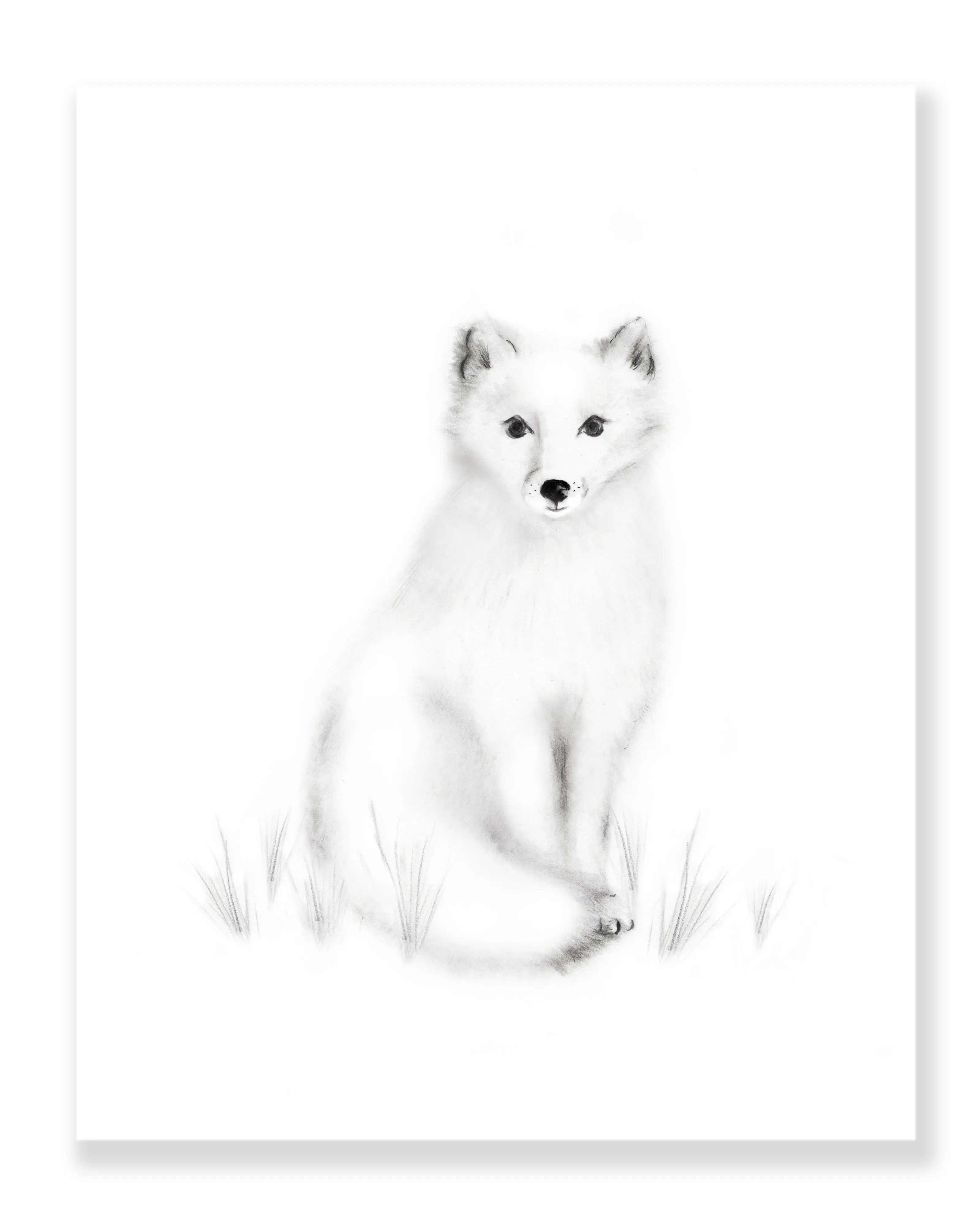 Arctic Fox Pencil Drawing Print