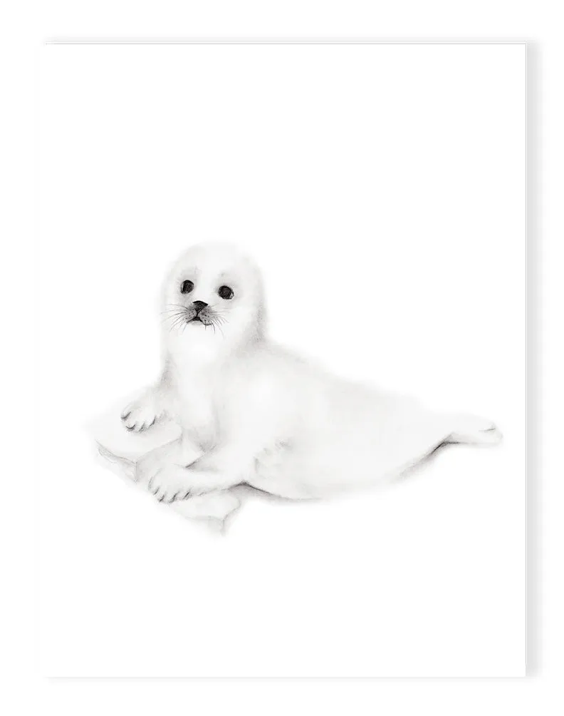 Baby Seal Cub Pencil Drawing Print