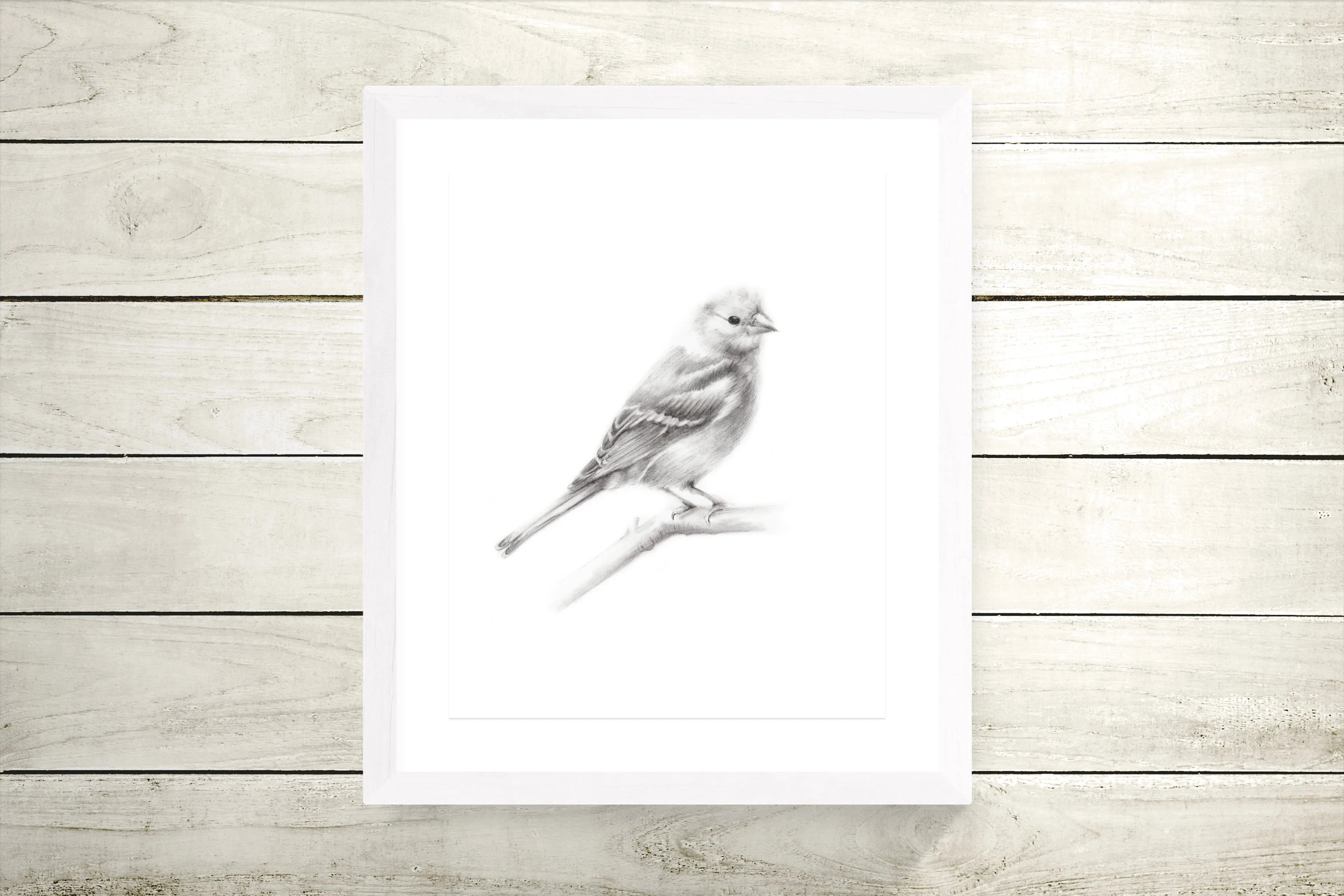 Bird (Chaffinch) Pencil Drawing Print