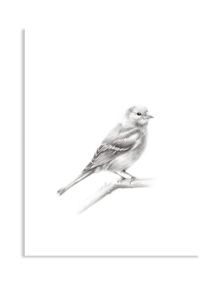 Bird (Chaffinch) Pencil Drawing Print