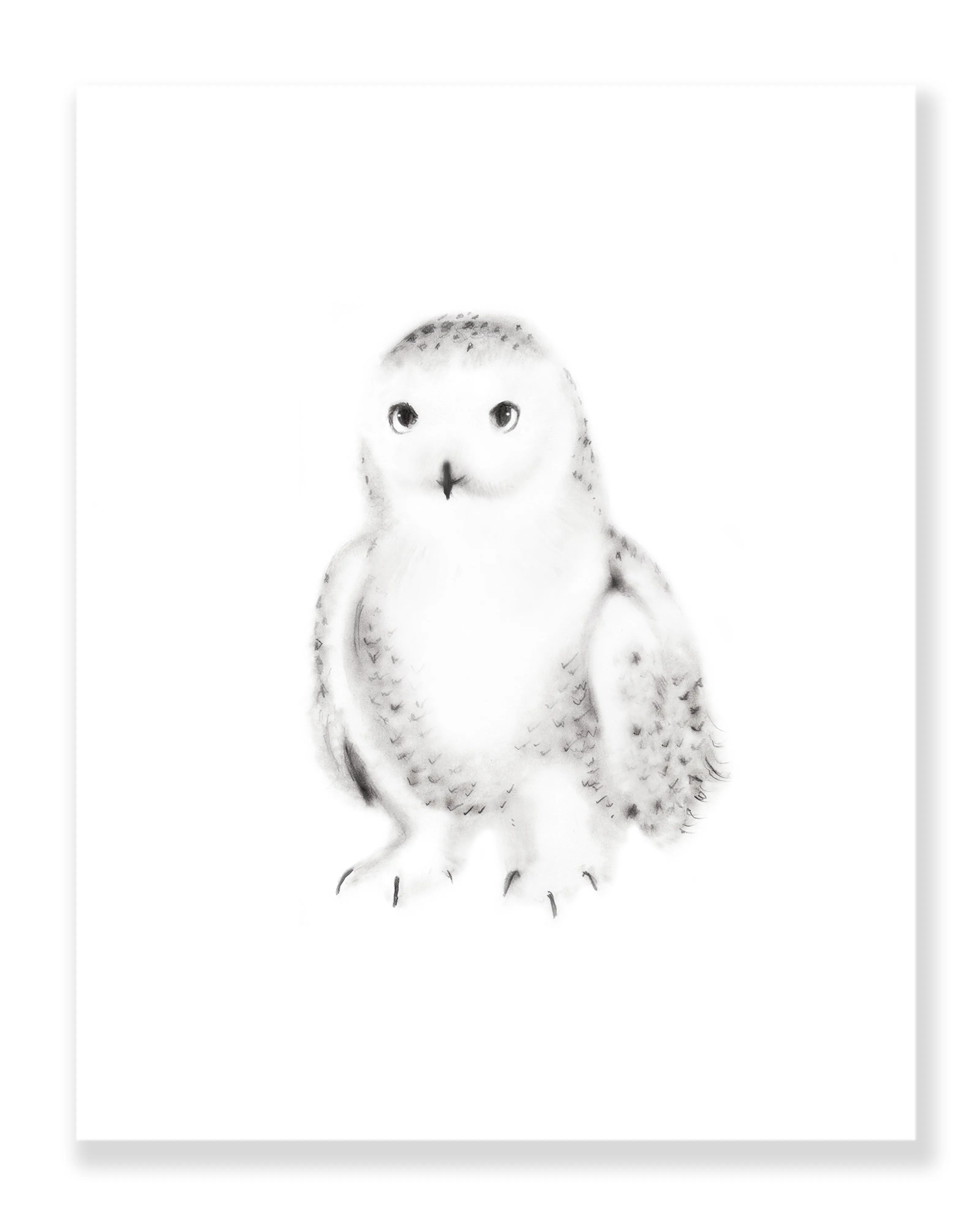 Snowy Owl Pencil Drawing Print